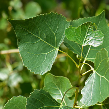 Fremont Cottonwood is a large flat-topped deciduous tree with heart or cordate shaped green leaves with serrated margins. Populus fremontii